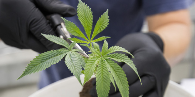 Légalisation du cannabis – qui en profite?