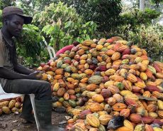 Cacao : nécessité des réformes en Côte d’Ivoire, 1er producteur mondial (rapport)