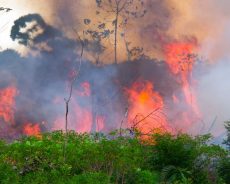Brésil / Les feux de forêt en Amazonie révèlent la fausseté de la politique capitaliste «verte»