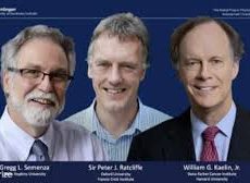 Le prix Nobel de médecine 2019 décerné à William G. Kaelin et Peter J. Ratcliffe, Gregg L. Semenza pour leurs travaux sur l’oxygénation des cellules