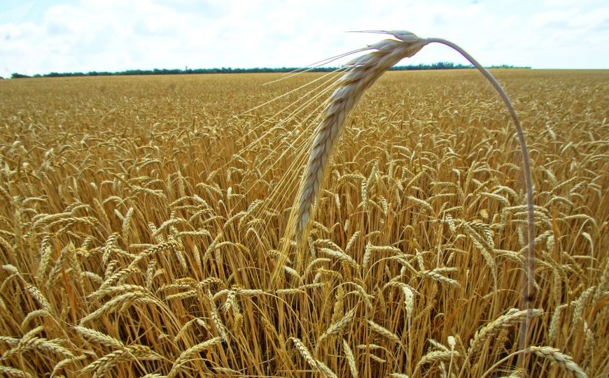 Quand l’Algérie fait trembler le marché européen du blé