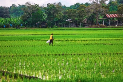 Philippines / Réflexions sur l’état des luttes paysannes