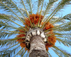 Patrimoine, Inscription de la culture du palmier-dattier à l’Unesco sans… l’Algérie ! : Un acte inconsidéré envers notre pays