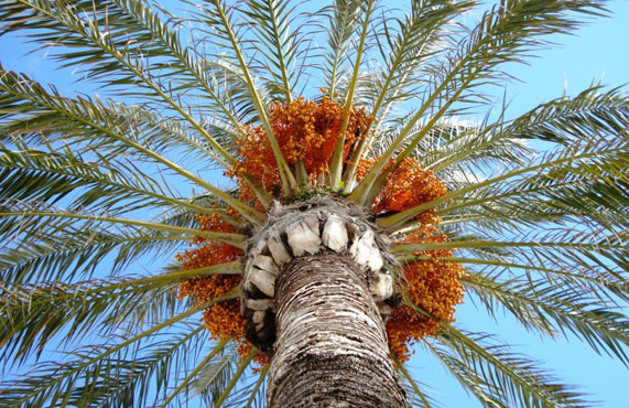Patrimoine, Inscription de la culture du palmier-dattier à l’Unesco sans… l’Algérie ! : Un acte inconsidéré envers notre pays