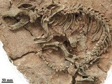 Algérie / Tlemcen : Découverte de fossiles de dinosaures à Béni-Snous