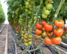 France / Un nouveau virus menace les cultures de tomates