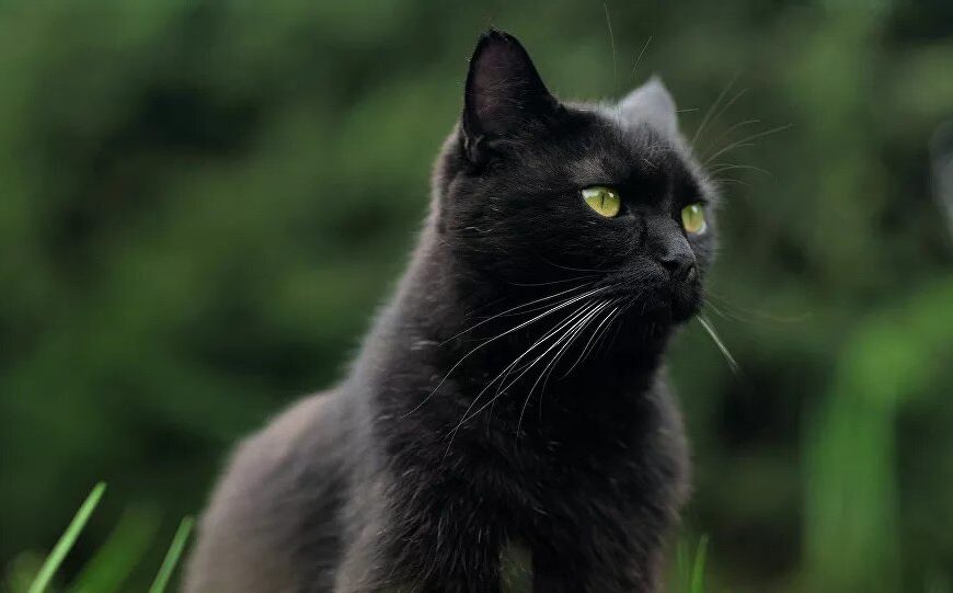 Chine / Des scientifiques découvrent à Wuhan de nombreux chats atteints du Covid-19