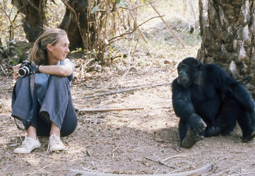 Dr. Jane Goodall : « Nous sommes arrivés à un tournant décisif dans notre relation avec le monde naturel »