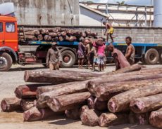Le trafic international de matières premières, un fléau qui ravage le continent africain