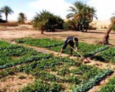 L’agriculture saharienne algérienne : défis et perspectives