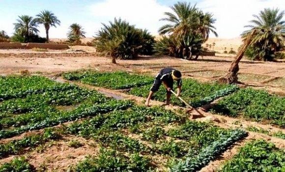 L’agriculture saharienne algérienne : défis et perspectives