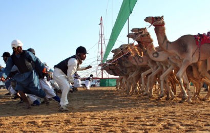 Les pays du Golfe très à cheval sur les courses de chameaux