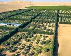 À FORT POTENTIEL AGRICOLE, L’ALGÉRIE EN QUÊTE DE SÉCURITÉ ALIMENTAIRE : Le désert agraire