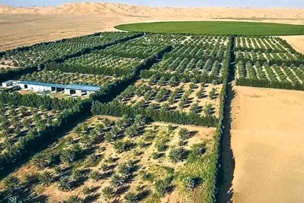 À FORT POTENTIEL AGRICOLE, L’ALGÉRIE EN QUÊTE DE SÉCURITÉ ALIMENTAIRE : Le désert agraire