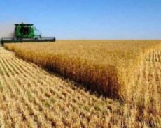Algérie / Grosse manoeuvre au ministère de l’Agriculture pour placer l’alimentation de base, blé et lait, sous la coupe de groupes d’oligarques : projet de privatisation des activités de l’OAIC et de l’ONIL