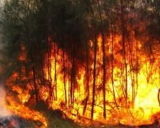 Feux de forêts, l’immense drame : L’Algérie meurtrie