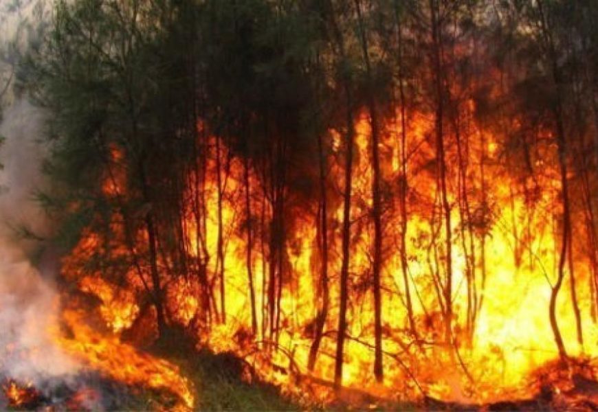 Feux de forêts, l’immense drame : L’Algérie meurtrie