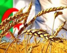 Céréales : pourquoi l’Algérie peine à développer la production locale