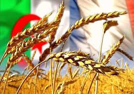 Céréales : pourquoi l’Algérie peine à développer la production locale