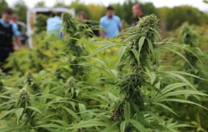Le Maroc est toujours le premier producteur de cannabis dans le monde