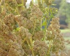 Le quinoa, la pseudo-céréale : Des pays des Andes aux oasis algériennes