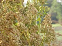 Le quinoa, la pseudo-céréale : Des pays des Andes aux oasis algériennes