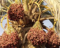 Production de la canne à sucre en Algérie : Les trésors cachés du palmier dattier