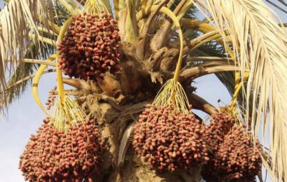 Production de la canne à sucre en Algérie : Les trésors cachés du palmier dattier