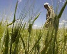Culture du blé en Algérie : quelles parades contre la sécheresse ?