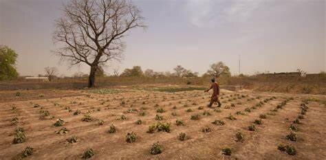 Cultiver sans eau ou presque : la technique du zaï au Sahel
