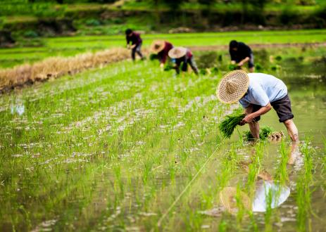 La vulgarisation des techniques agronomiques chinoises enrichit l’approvisionnement en produits agricoles essentiels en Afrique