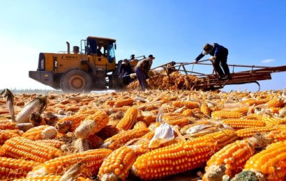 À la conquête des semences : l’expansion de l’agrobusiness chinois en Chine et à l’étranger À la conquête des semences : l’expansion de l’agrobusiness chinois en Chine et à l’étranger