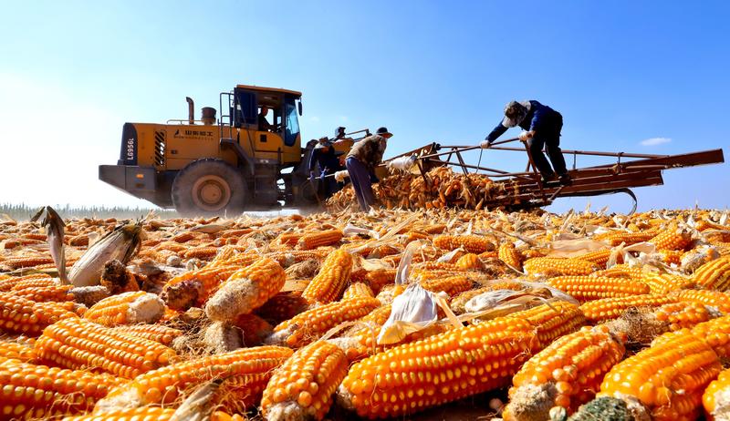 À la conquête des semences : l’expansion de l’agrobusiness chinois en Chine et à l’étranger À la conquête des semences : l’expansion de l’agrobusiness chinois en Chine et à l’étranger
